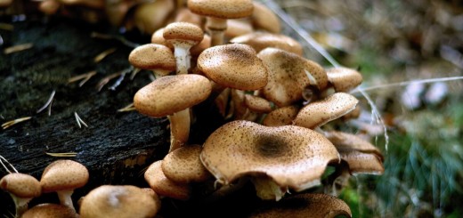 specie di funghi