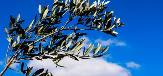 domenica-delle-palme immagine 99