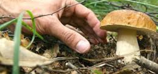 raccolta funghi immagine 5