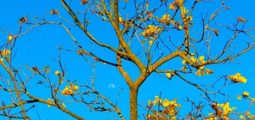 la natura come dono immagine 97