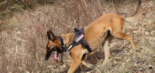 Cane antiveleno immagine 5