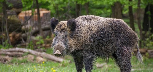 cinghiale esemplare tipico ter