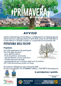 potatura olivo